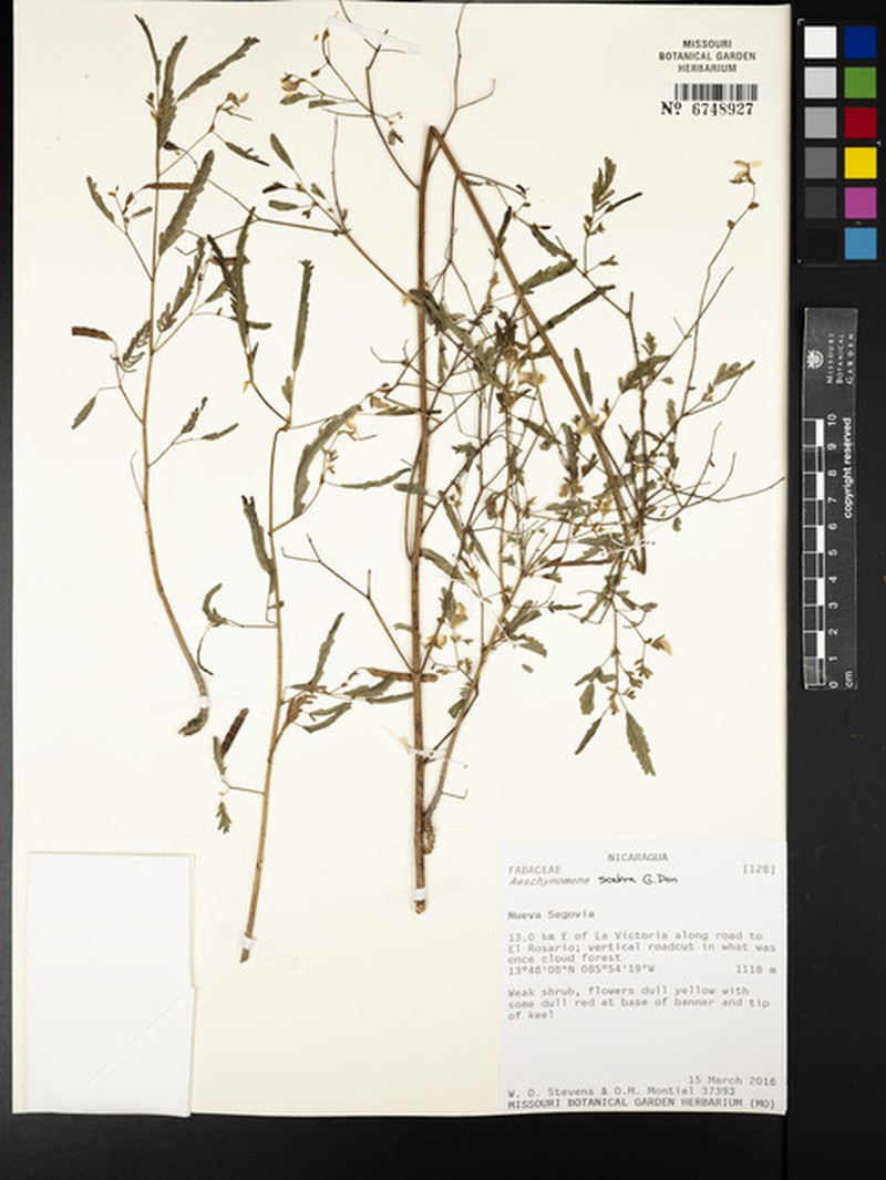 Aeschynomene scabra photo 7