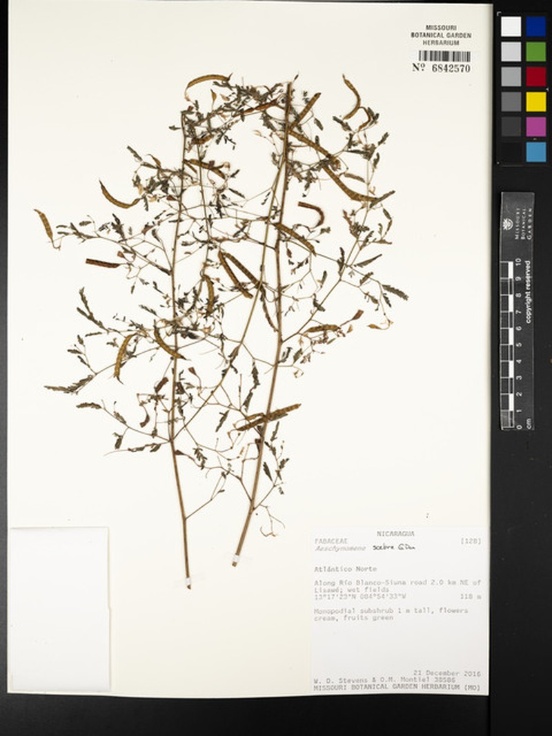 Aeschynomene scabra photo 8