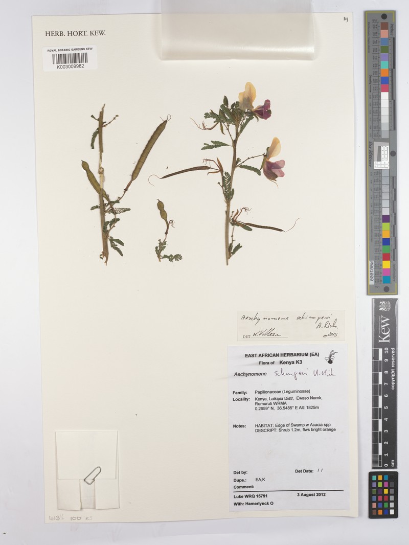 Aeschynomene schimperi