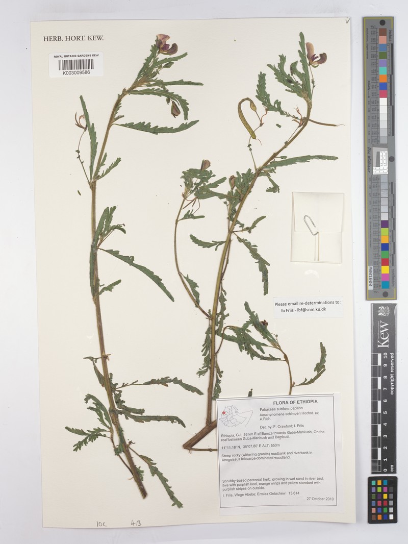 Aeschynomene schimperi photo 2