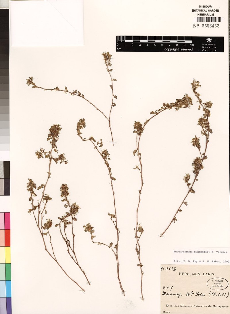 Aeschynomene schindleri