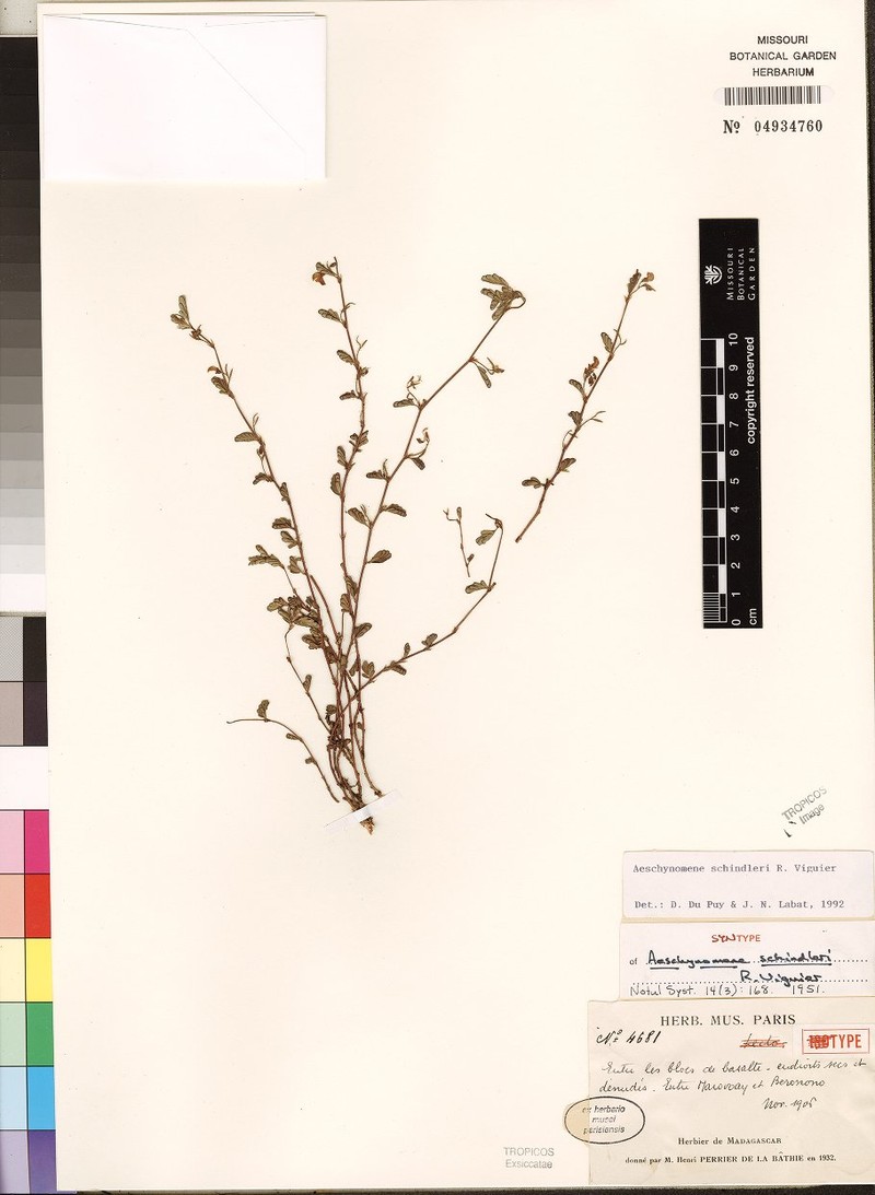 Aeschynomene schindleri photo 2