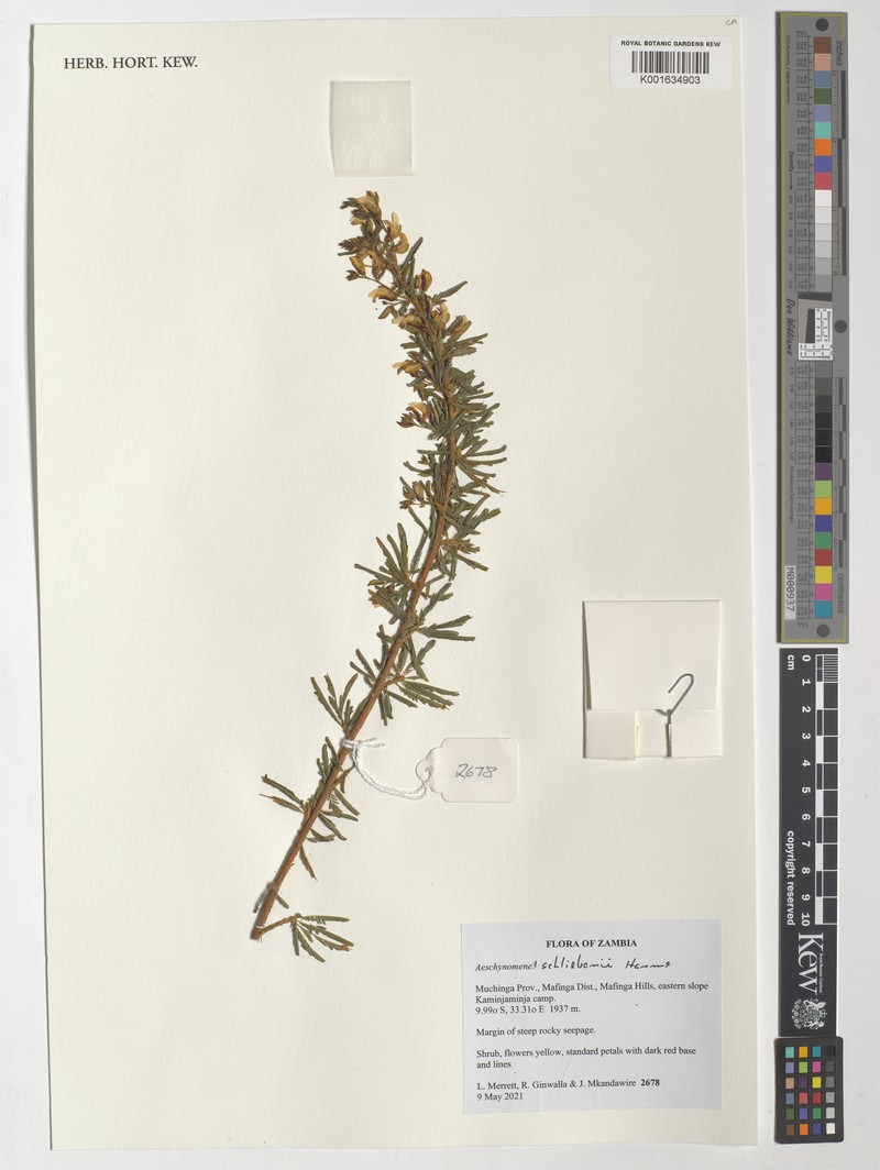 Aeschynomene schliebenii