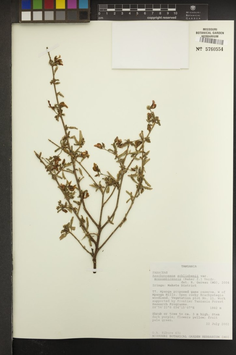 Aeschynomene schliebenii photo 2