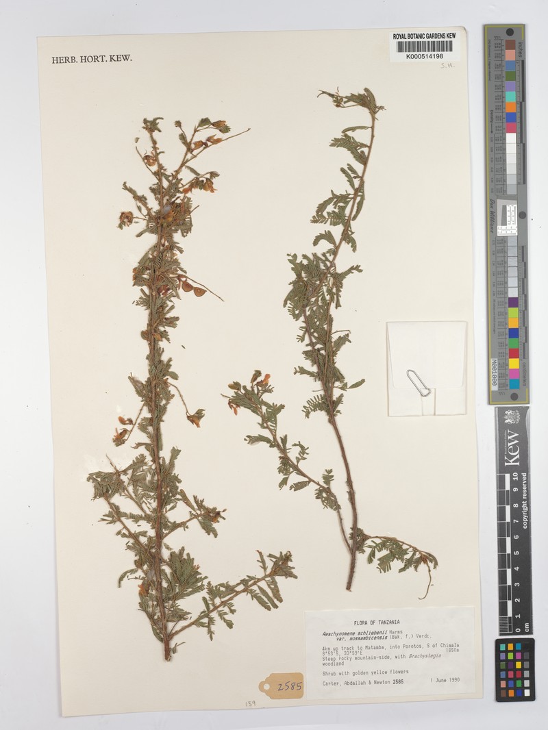 Aeschynomene schliebenii photo 3