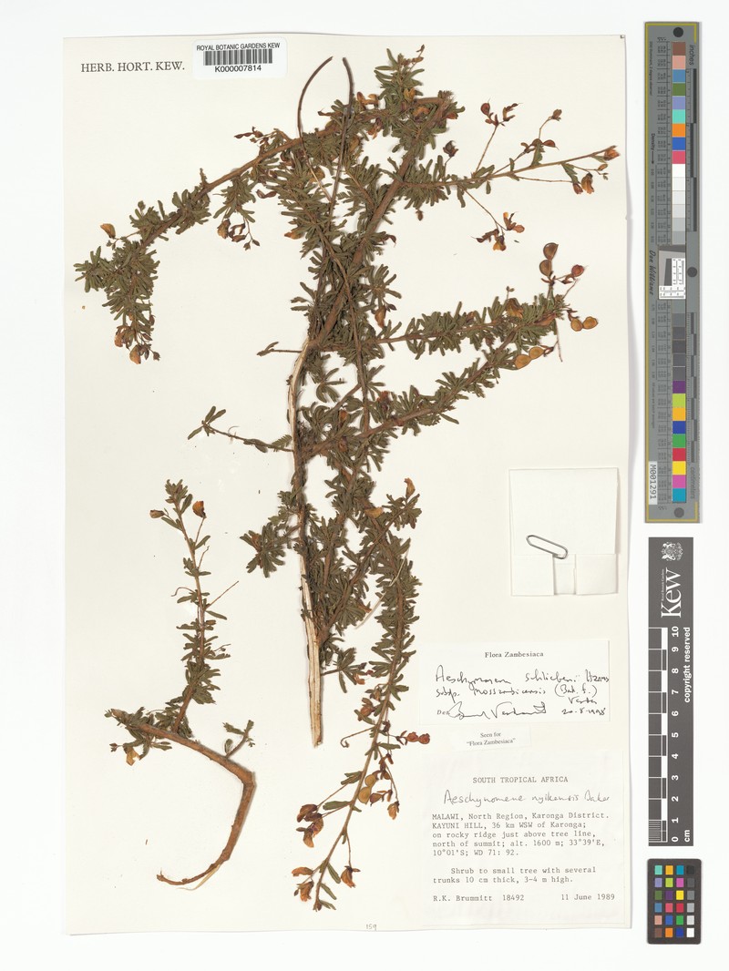 Aeschynomene schliebenii photo 4