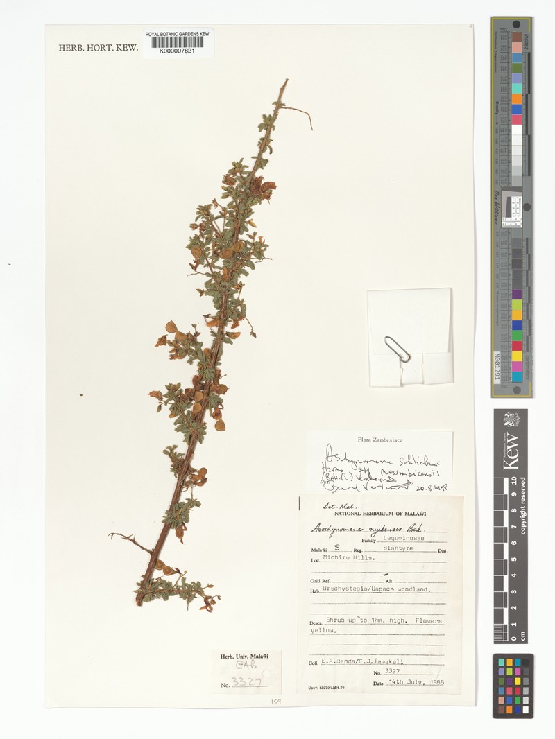 Aeschynomene schliebenii photo 5