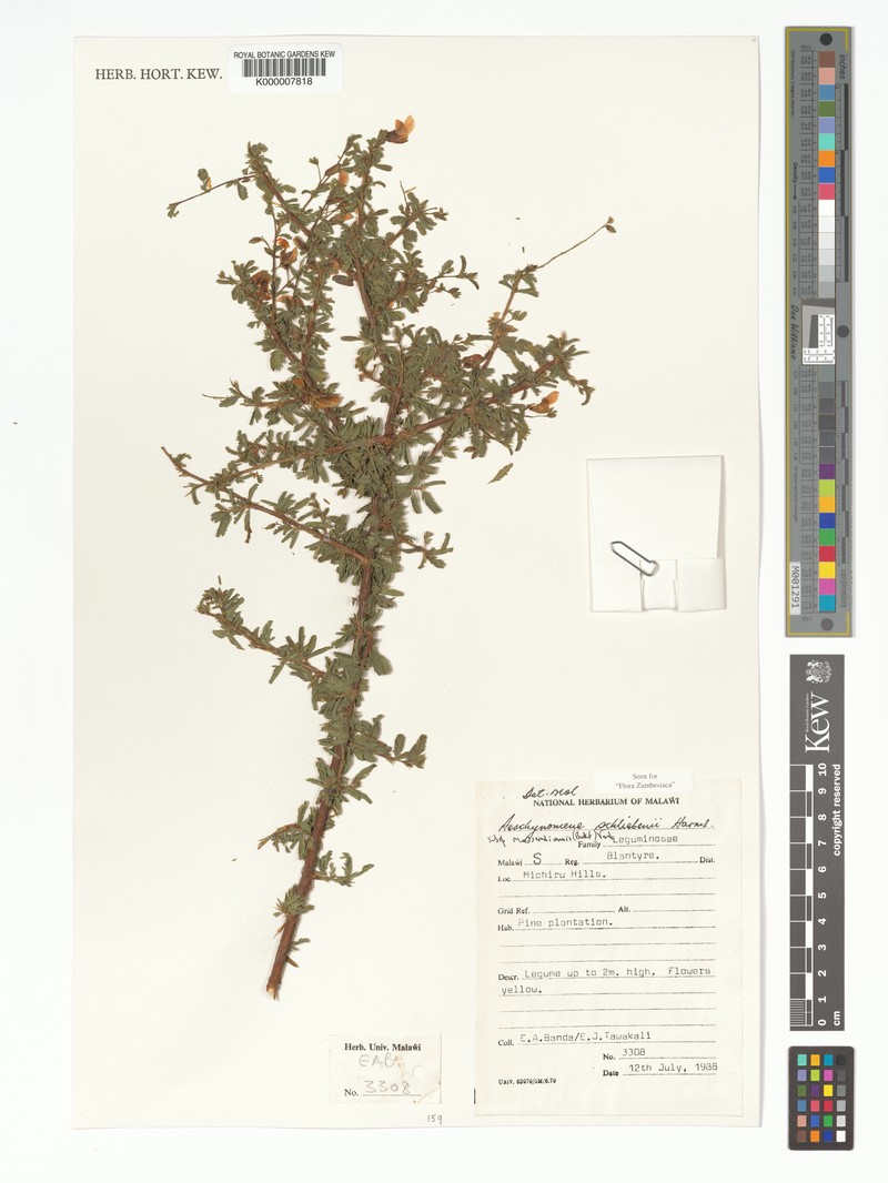 Aeschynomene schliebenii photo 6