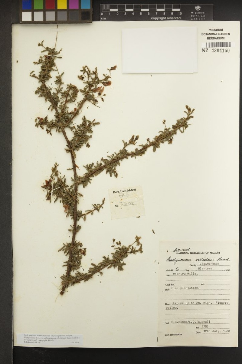 Aeschynomene schliebenii photo 7