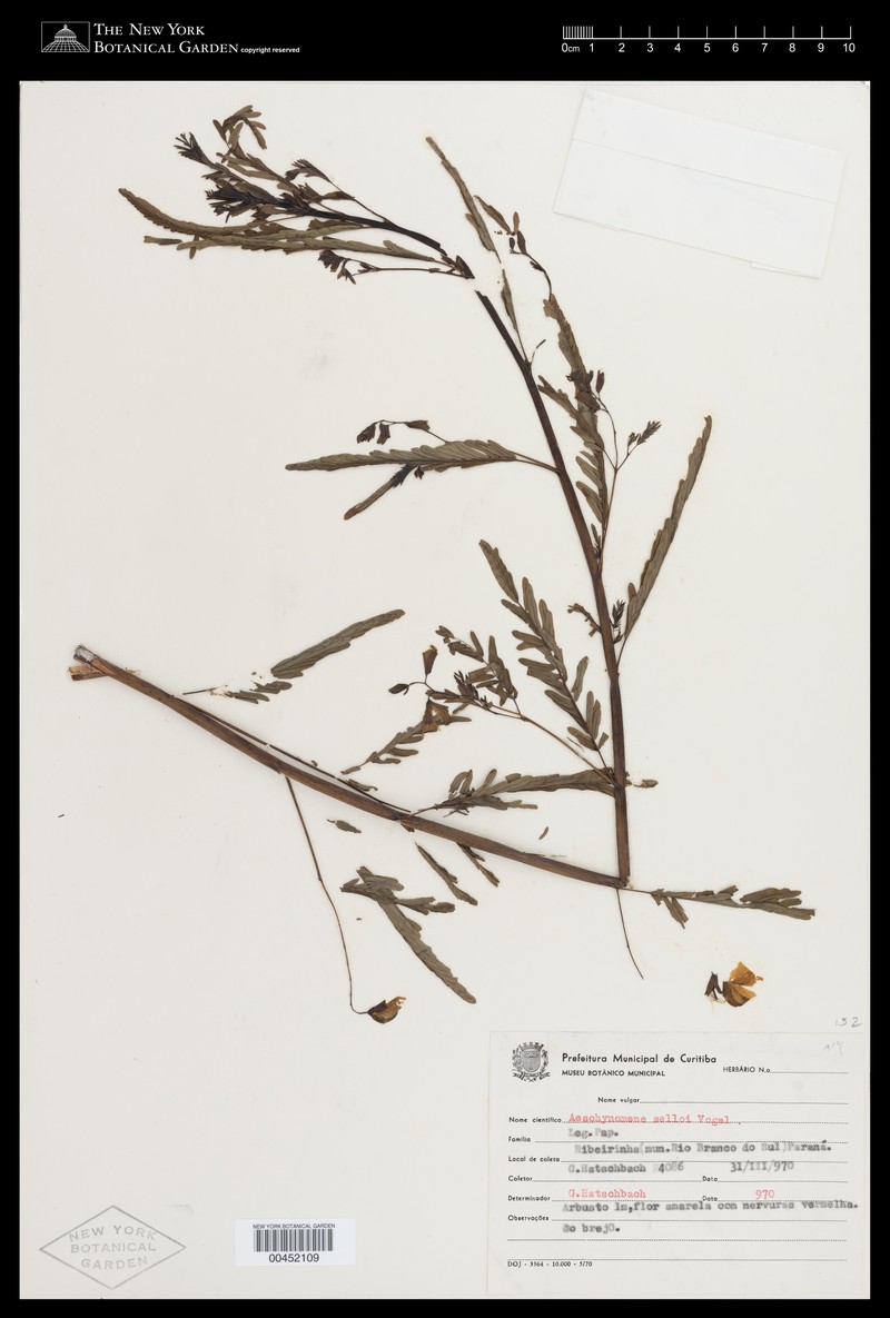 Aeschynomene selloi