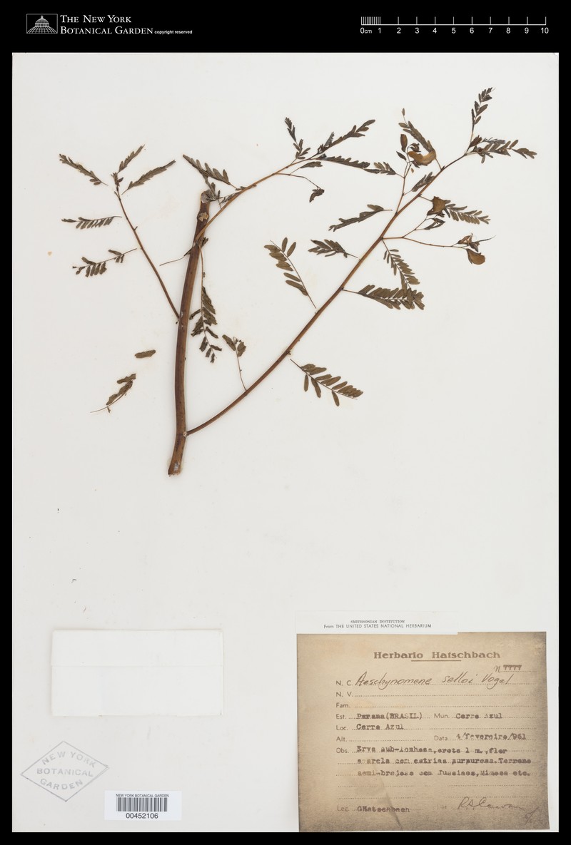 Aeschynomene selloi photo 2