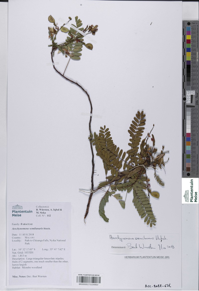 Aeschynomene semilunaris