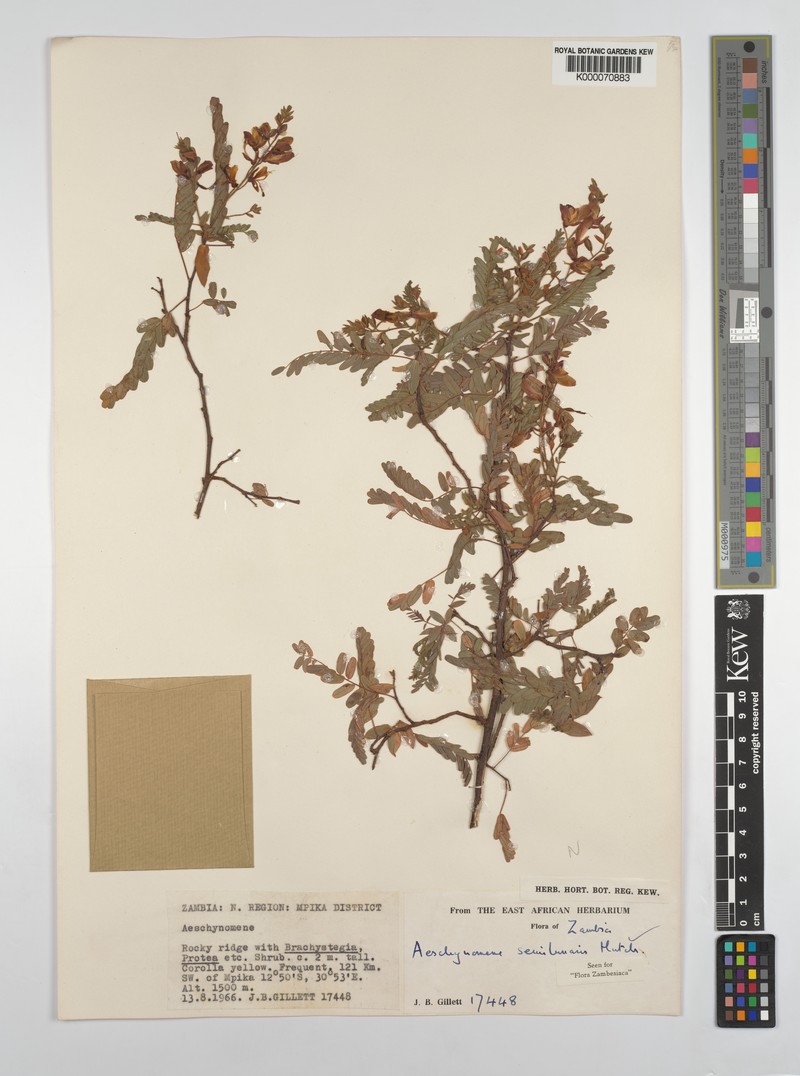 Aeschynomene semilunaris photo 2