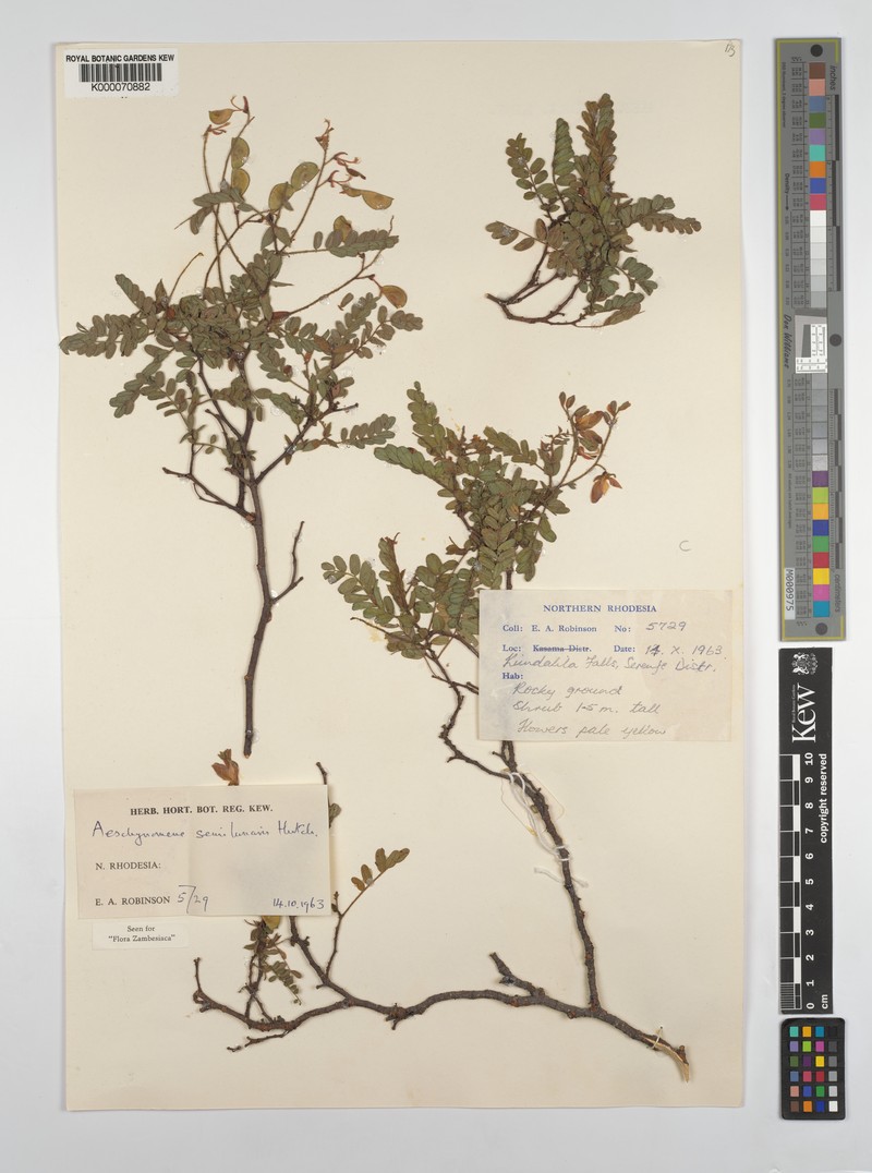 Aeschynomene semilunaris photo 3
