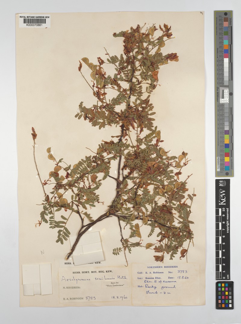 Aeschynomene semilunaris photo 4