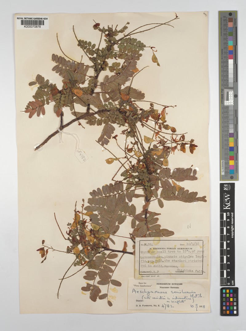 Aeschynomene semilunaris photo 5