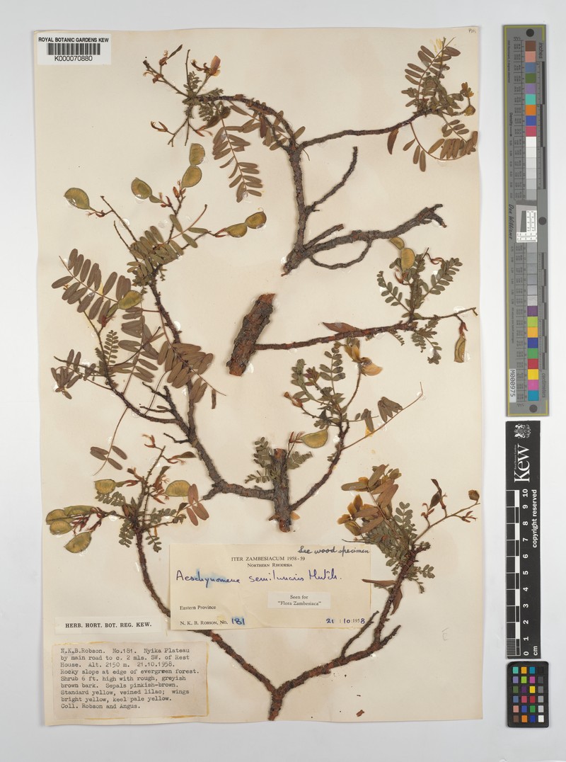 Aeschynomene semilunaris photo 6