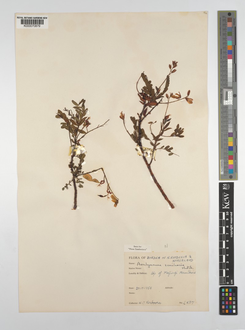 Aeschynomene semilunaris photo 7