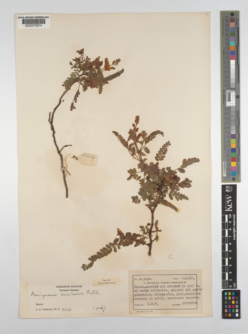 Aeschynomene semilunaris photo 8