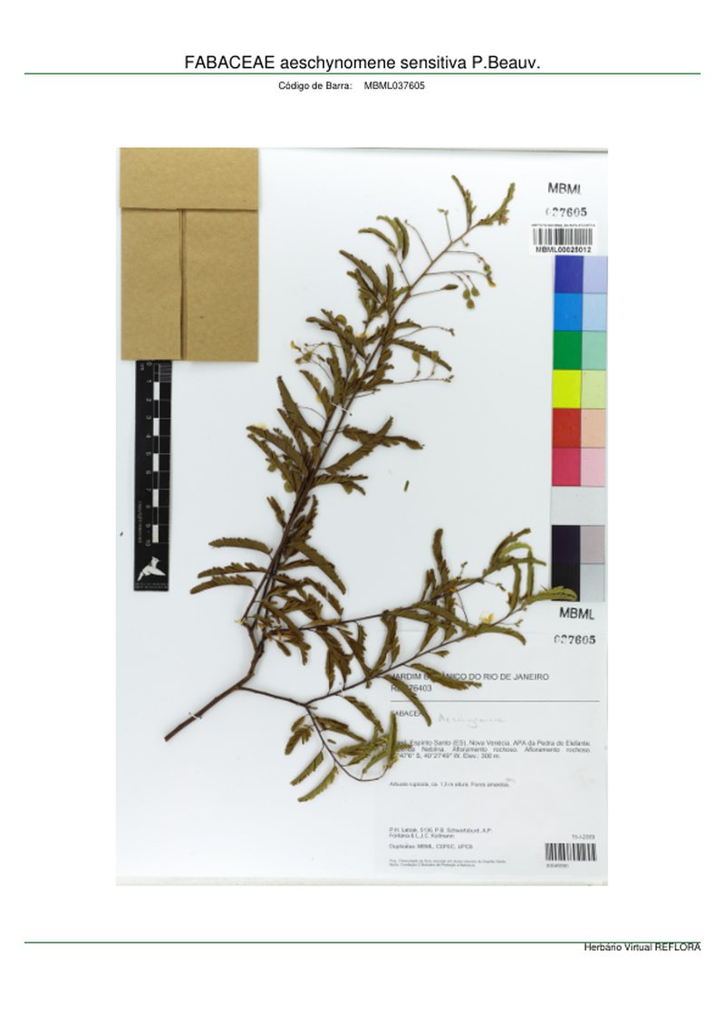 Sensitive Jointvetch