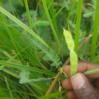 Sensitive Jointvetch