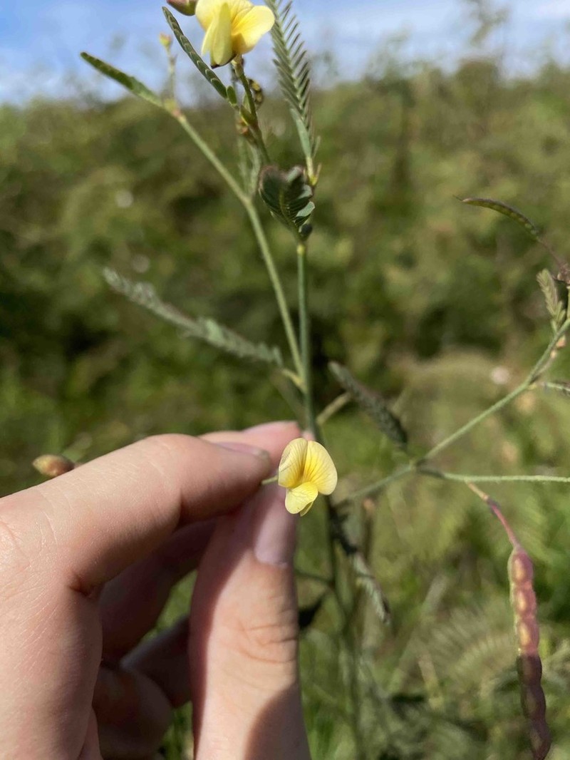 Sensitive Jointvetch photo 2