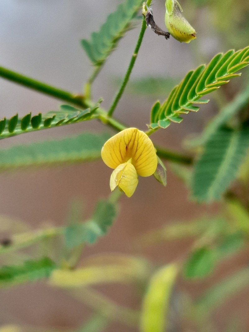 Sensitive Jointvetch photo 3