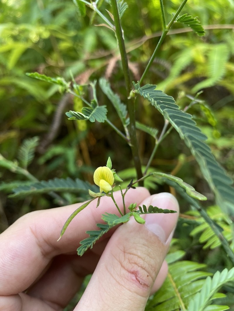 Sensitive Jointvetch photo 4