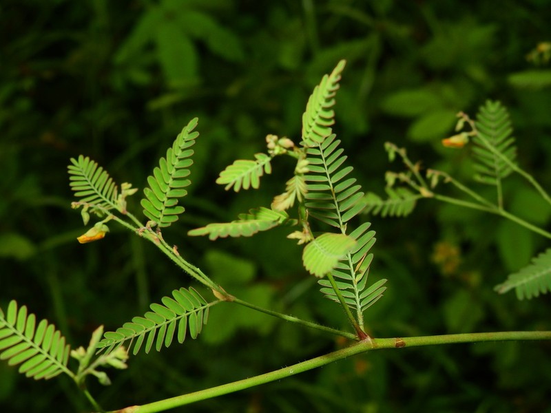 Sensitive Jointvetch photo 5