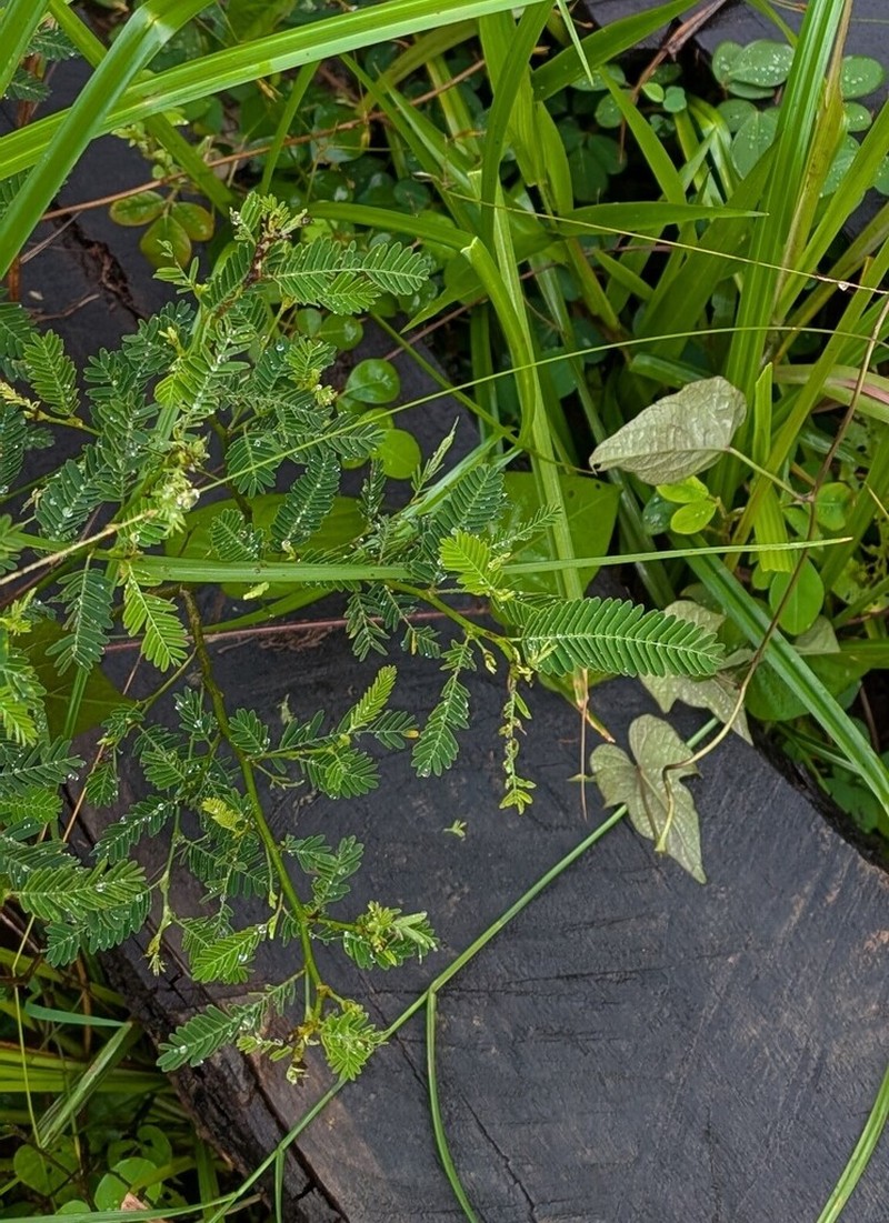 Sensitive Jointvetch photo 7