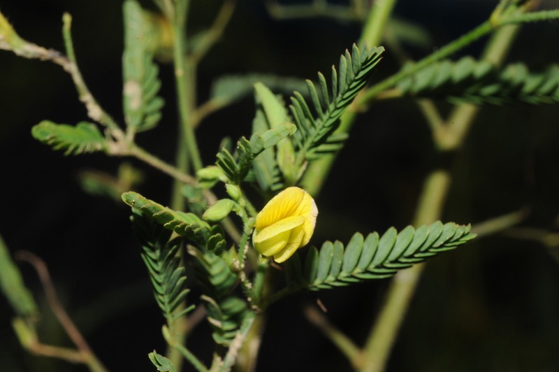 Sensitive Jointvetch photo 8