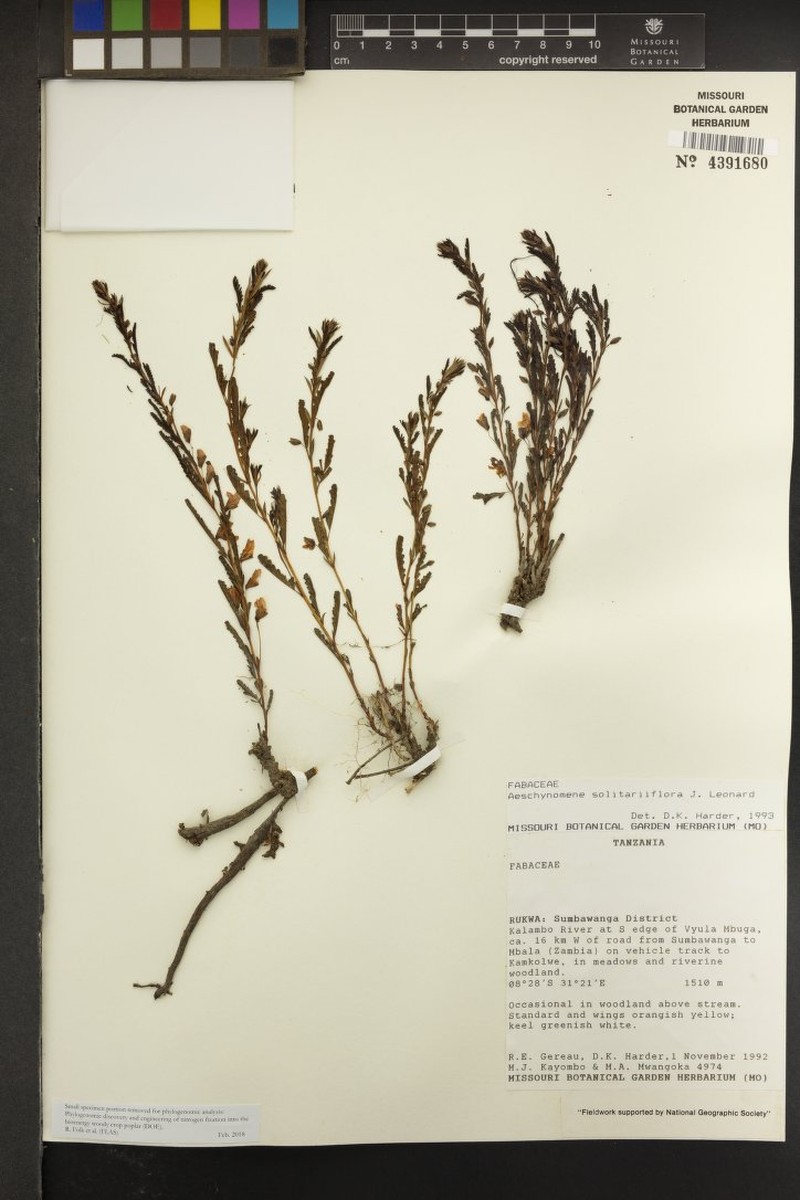 Aeschynomene solitariiflora