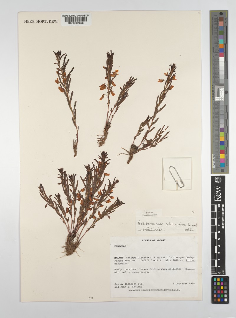Aeschynomene solitariiflora photo 2
