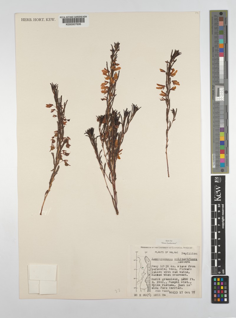 Aeschynomene solitariiflora photo 4