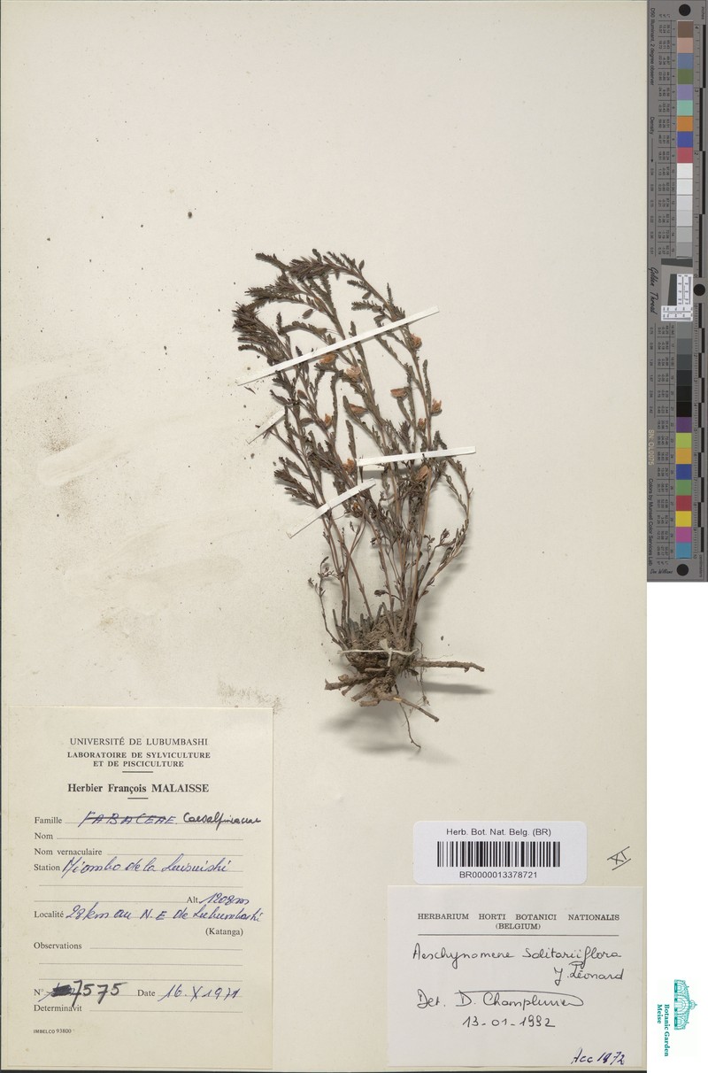 Aeschynomene solitariiflora photo 5