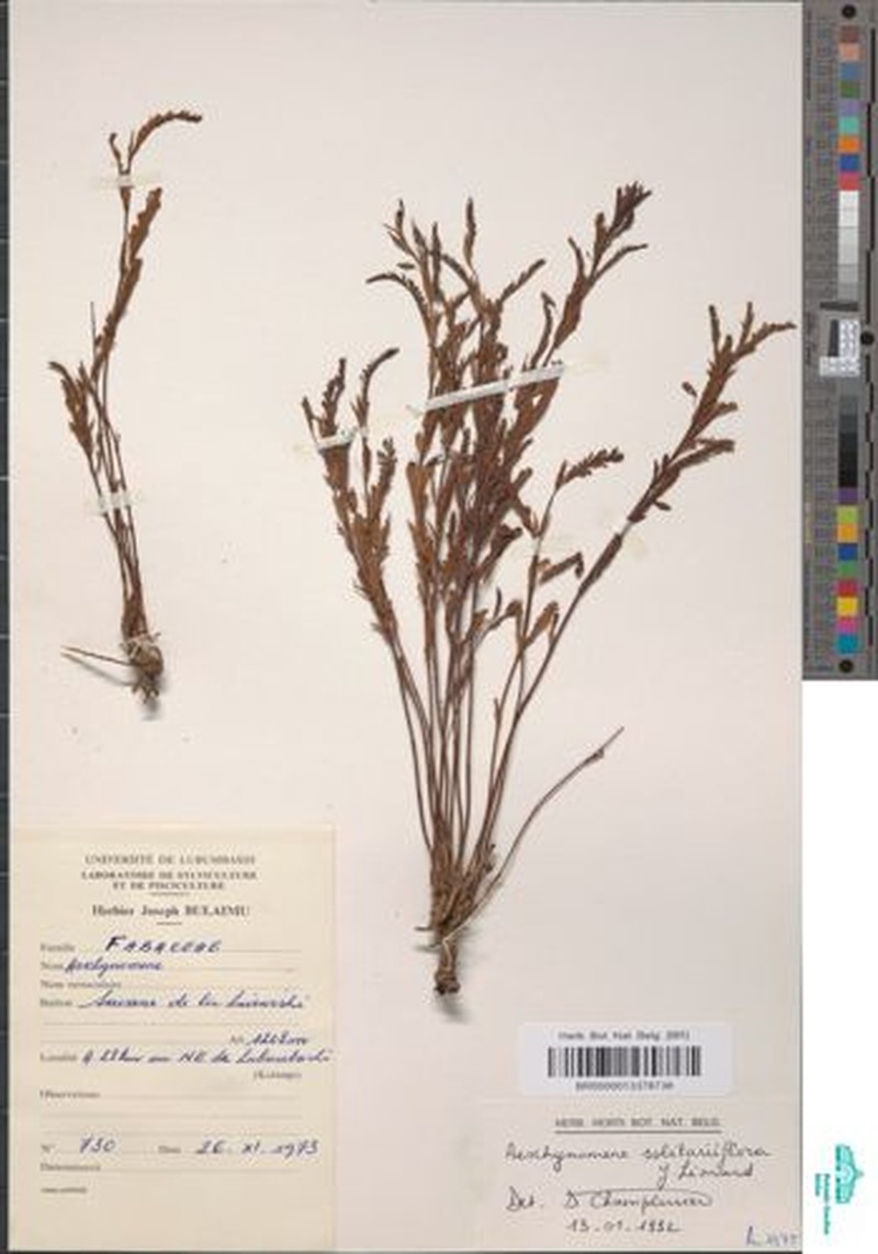 Aeschynomene solitariiflora photo 8
