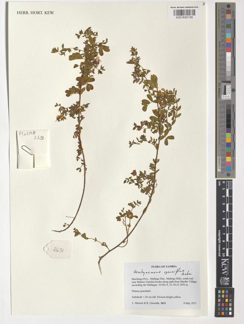 Aeschynomene sparsiflora