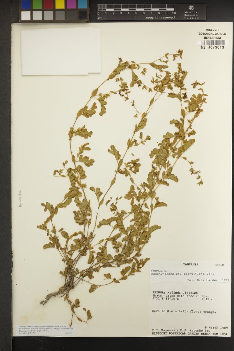 Aeschynomene sparsiflora photo 2