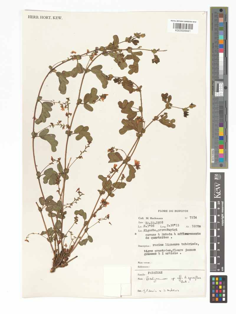 Aeschynomene sparsiflora photo 3