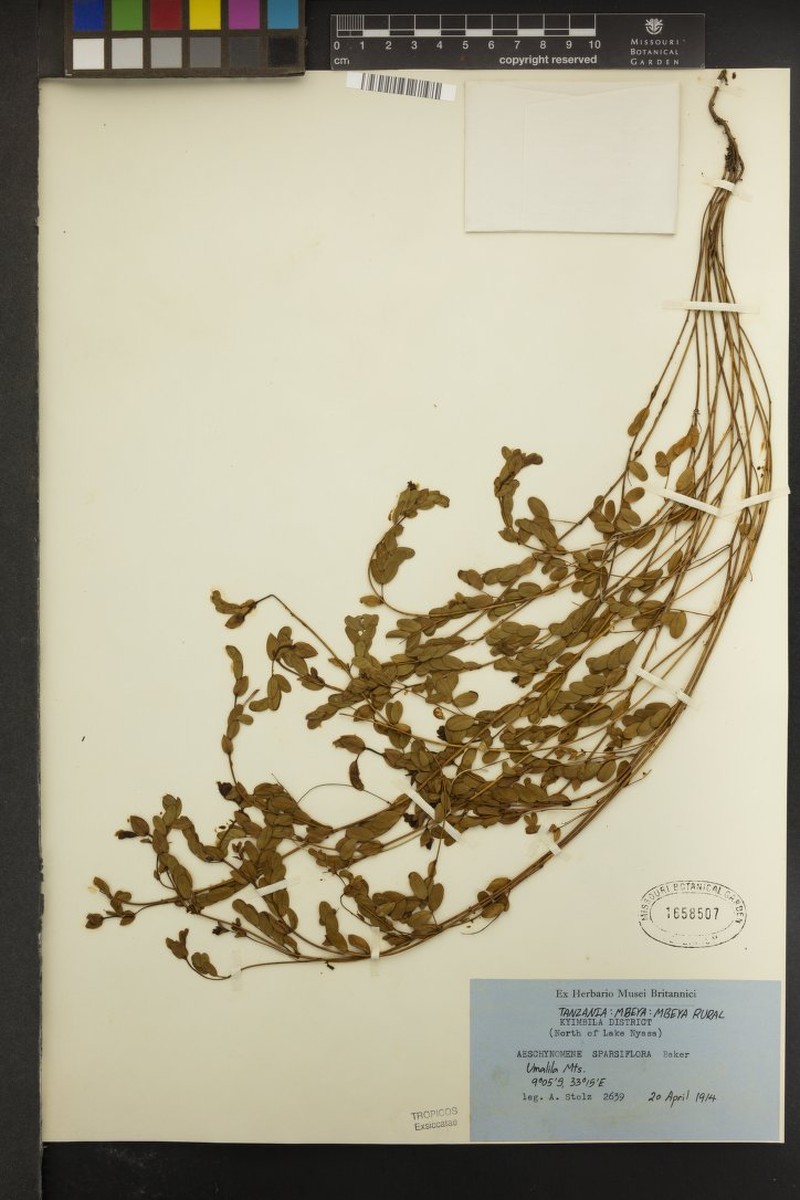 Aeschynomene sparsiflora photo 4