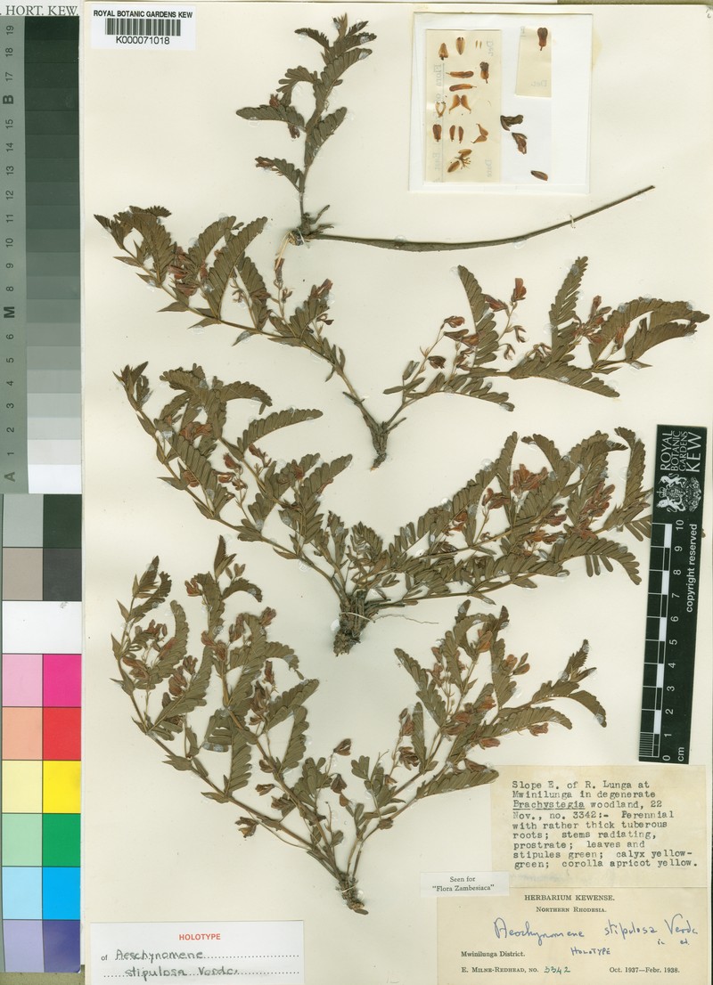 Aeschynomene stipulosa
