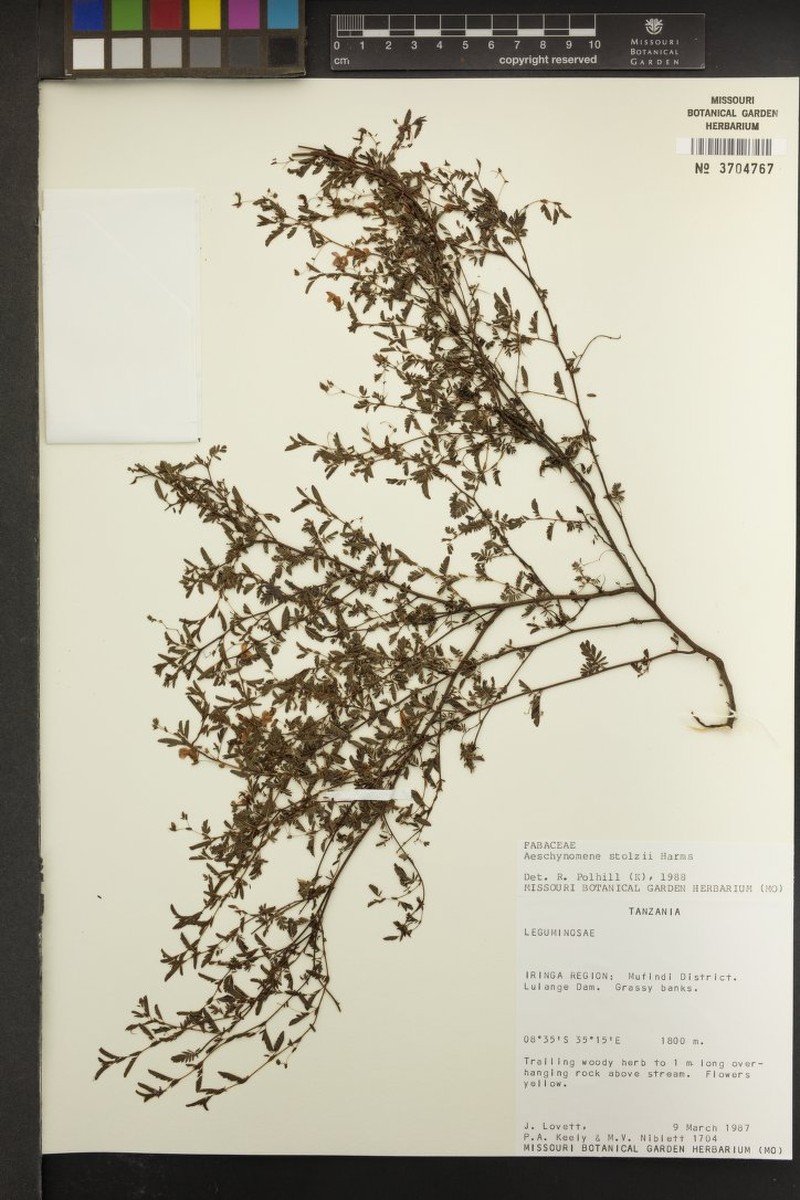 Aeschynomene stolzii