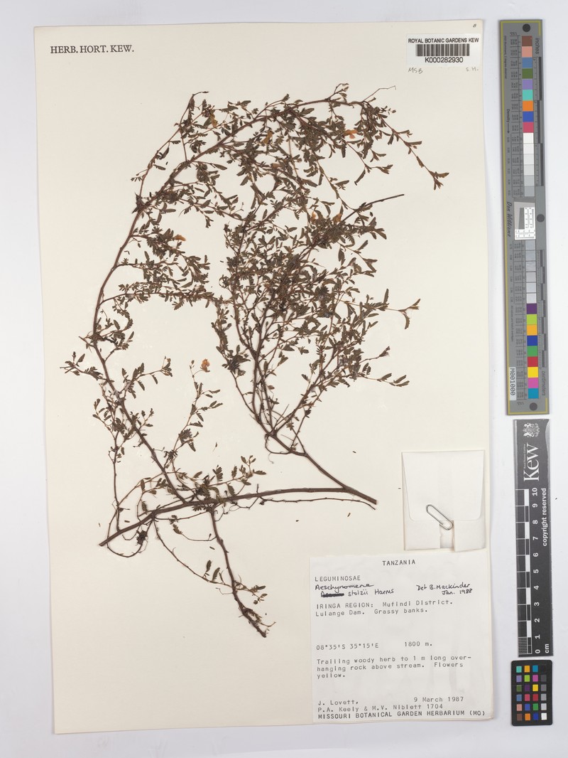 Aeschynomene stolzii photo 2