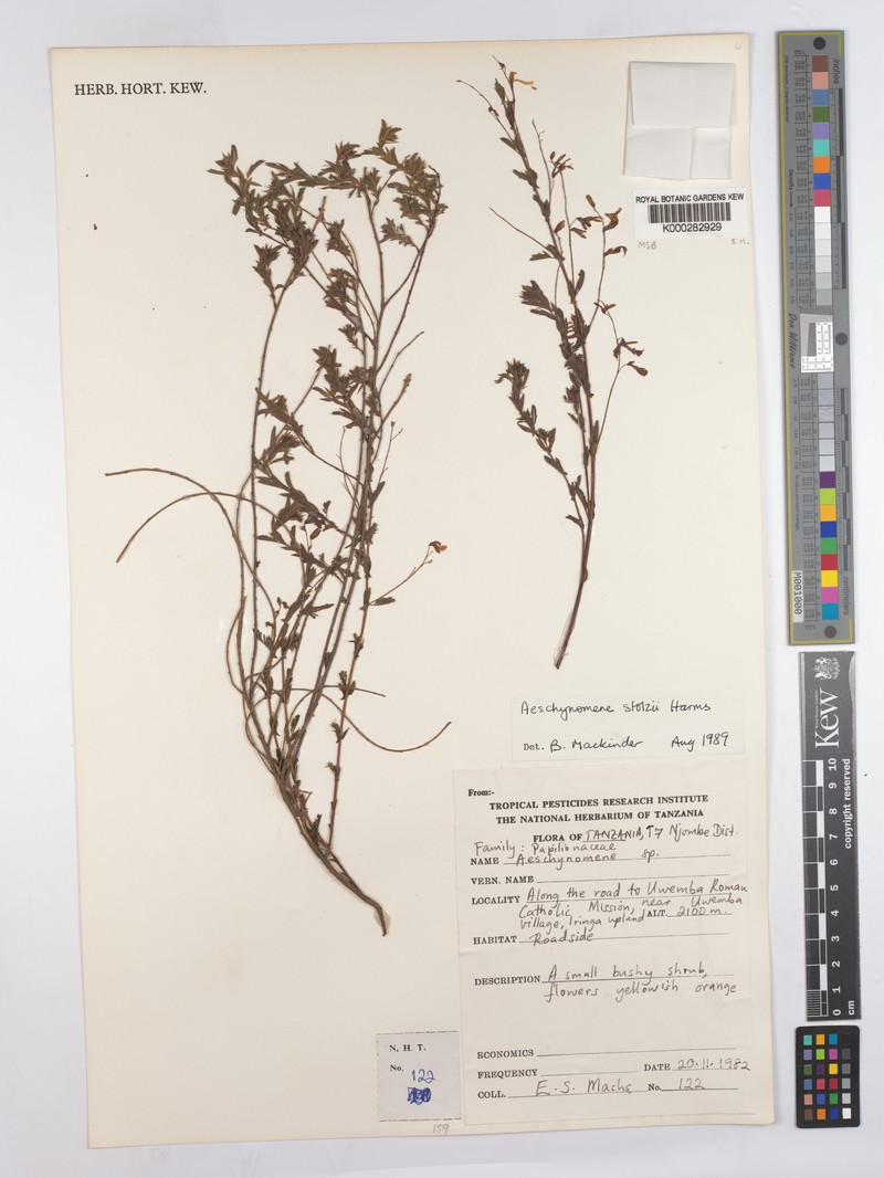 Aeschynomene stolzii photo 3