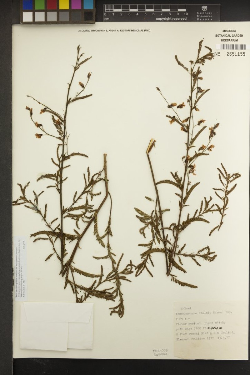 Aeschynomene stolzii photo 4