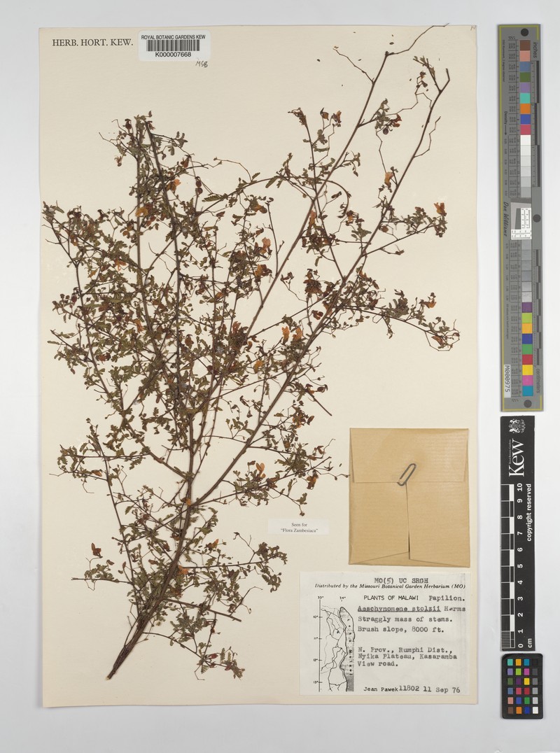 Aeschynomene stolzii photo 5