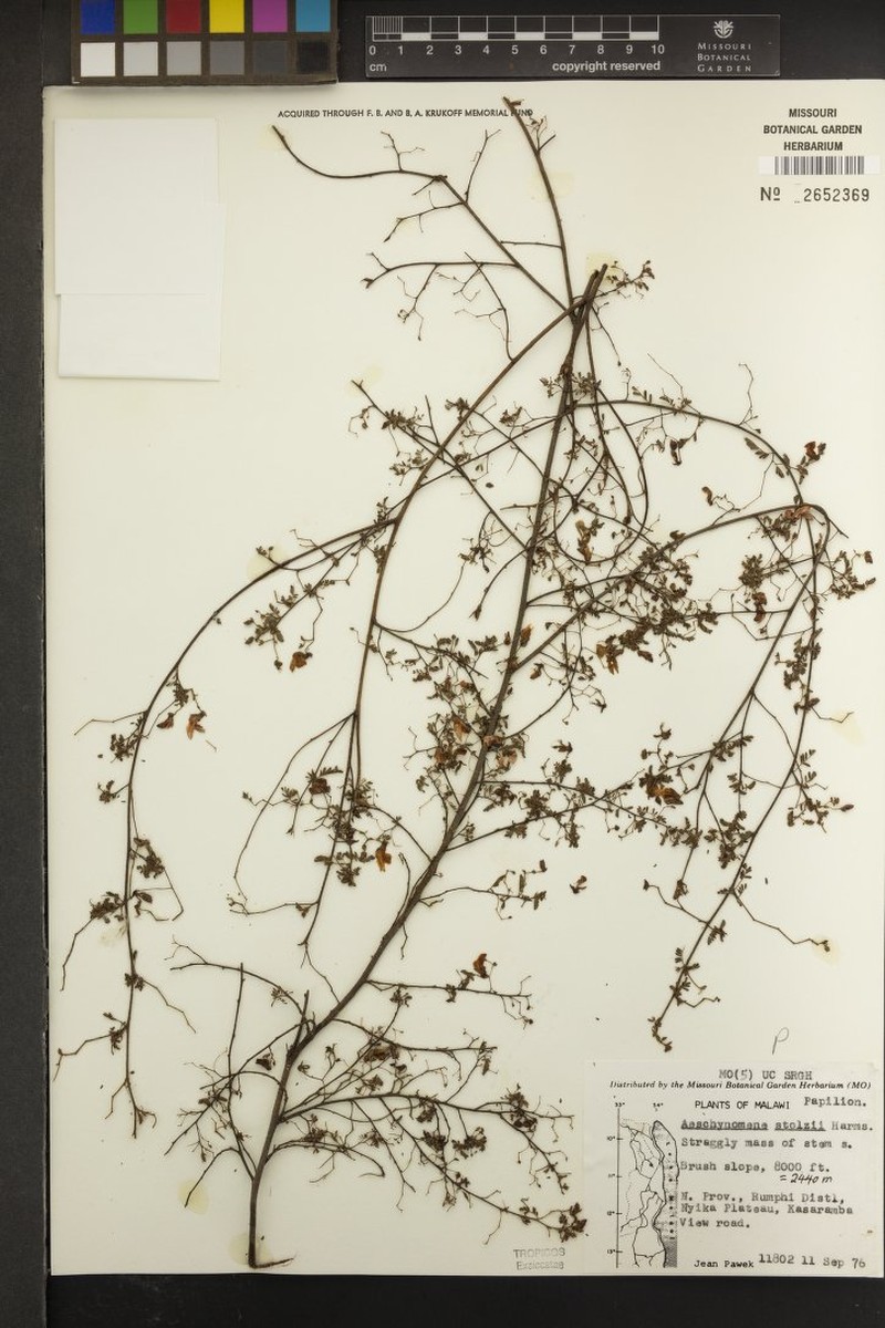 Aeschynomene stolzii photo 6