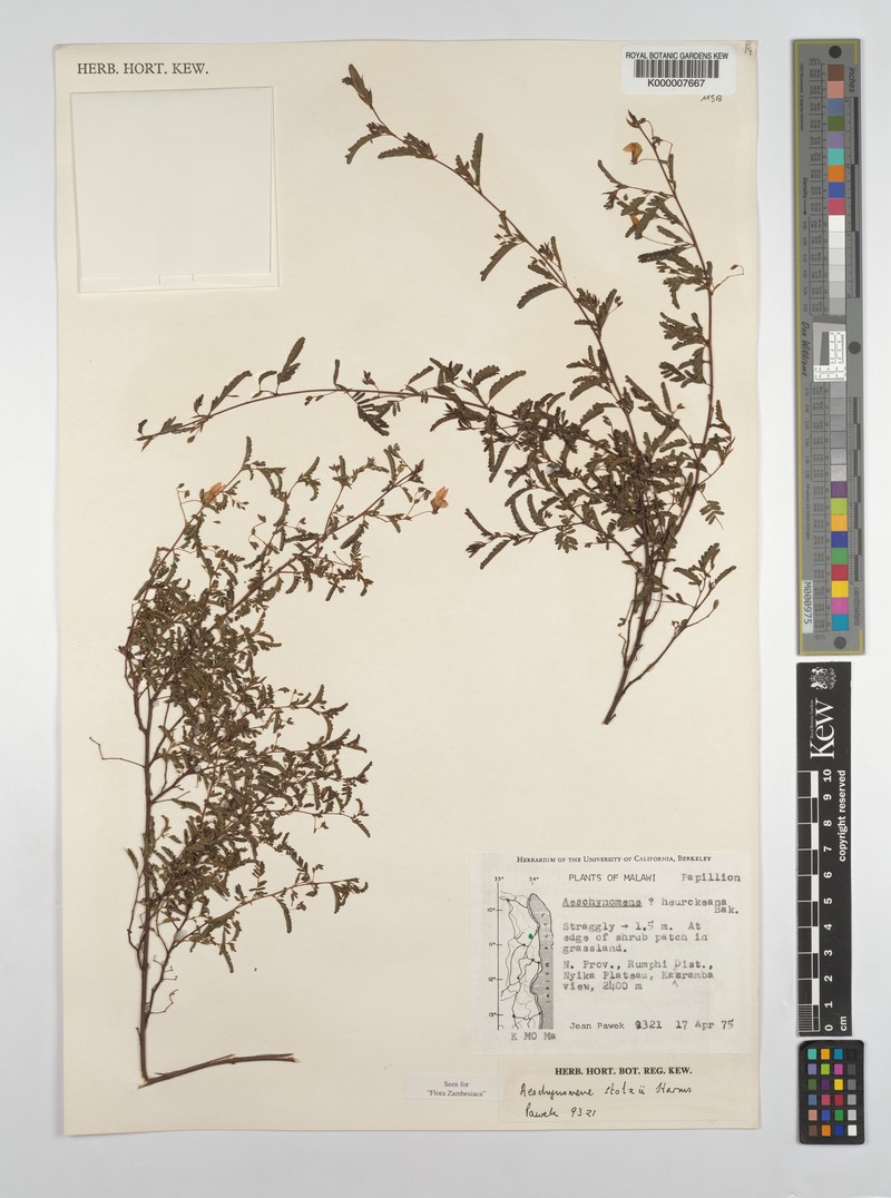 Aeschynomene stolzii photo 7