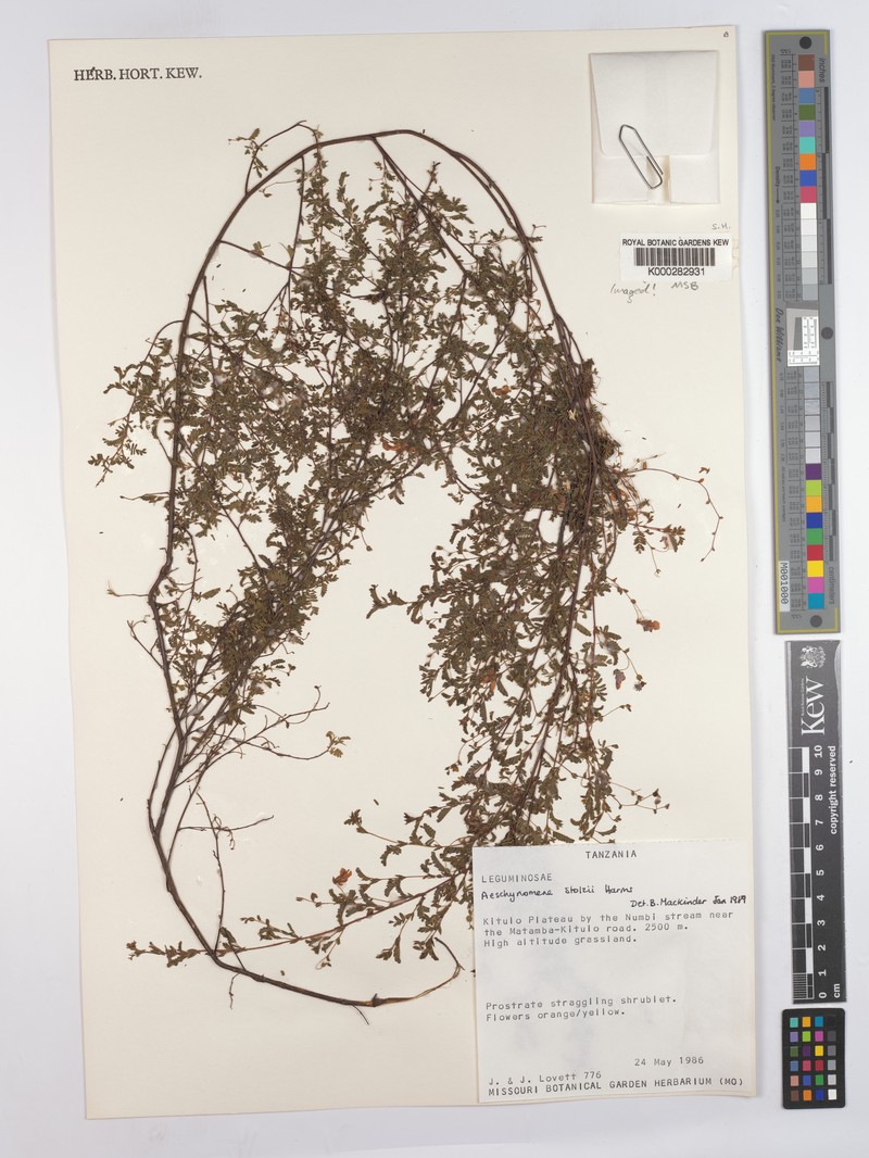 Aeschynomene stolzii photo 8