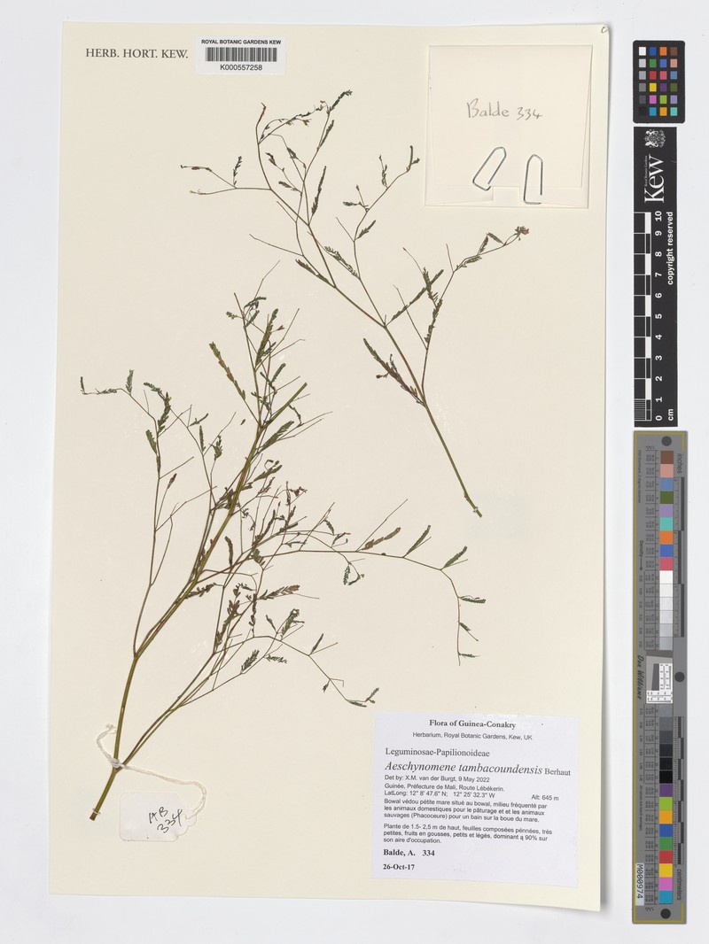 Aeschynomene tambacoundensis photo 2